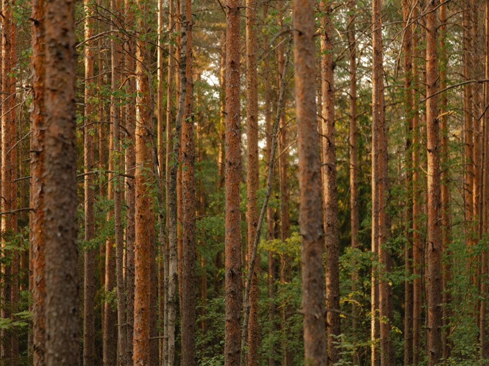 Norwegian Woods Tour