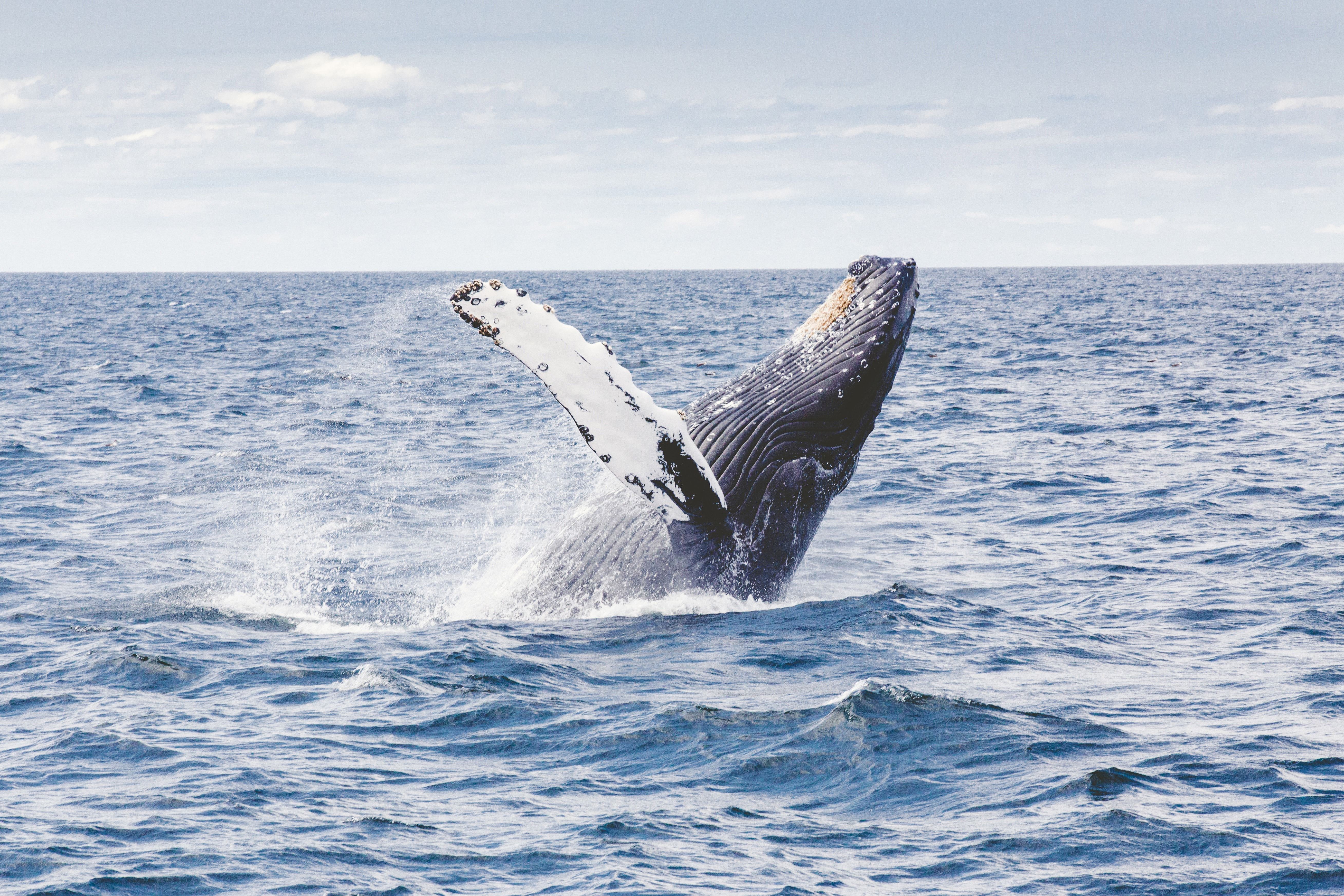 Whale Experience - With / Without Transfers from Tromsø