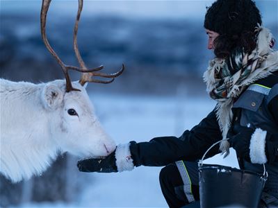 A person feeding a white reindeer in a snowy landscape.