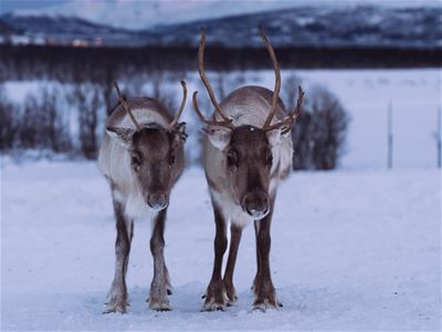 Two reindeer standing and looking towards the camera.