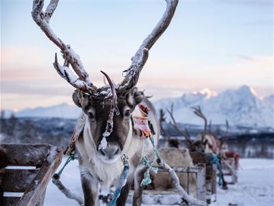 Rein med slede i snødekt landskap.