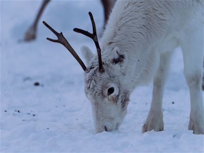 White reindeer with antlers in the snow, lowering its head to the ground.