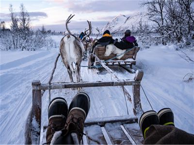 Reinsdyr trekker sleder med folk gjennom snødekt landskap, sett bakfra.