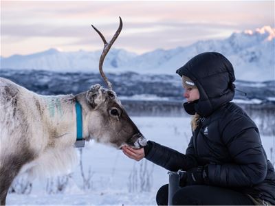A person feeding a white reindeer in a snowy landscape.