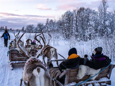 Reinsdyr trekker sleder med folk gjennom snødekt landskap.
