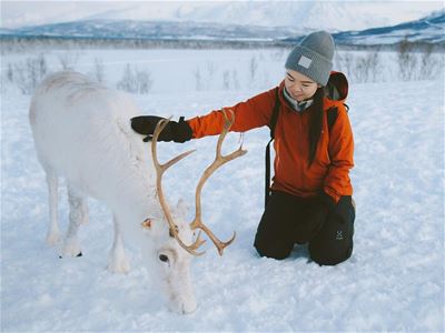 Person i rød jakke klapper hvit reinsdyr i snødekt landskap.