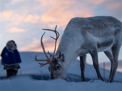 Rein med gevir i snøen, bøyer hodet mot bakken.