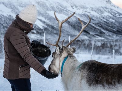 Person mater rein i snødekt landskap med fjell i bakgrunnen.