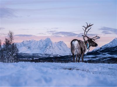 Reinsdyr med sele i snødekt landskap foran fjell.