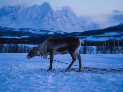 Rein på snødekt bakke med fjell i bakgrunnen.