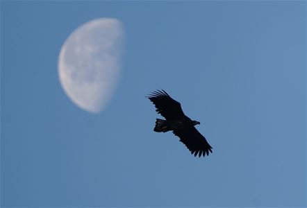 Ørn flyvende i himmelen med månen bak