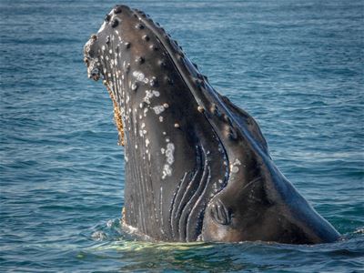 A whale in the sea