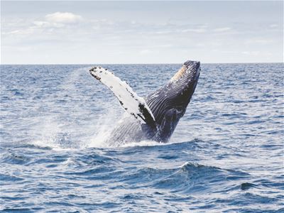 A whale in the sea