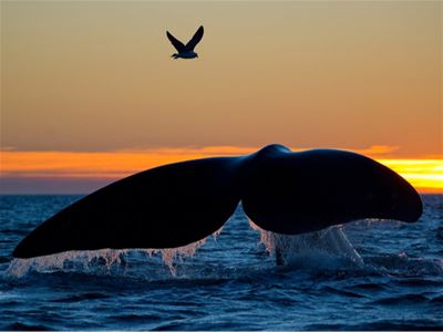 Tail of a whale