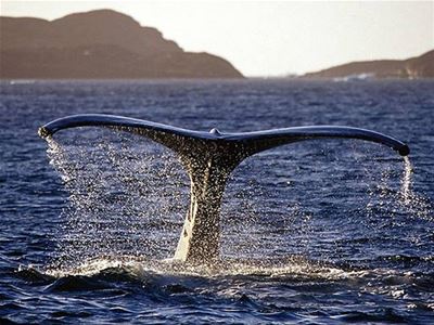 Tail of whale