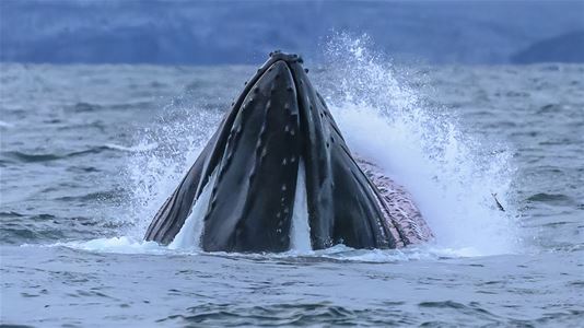 A whale in the sea