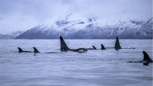 A group of whales