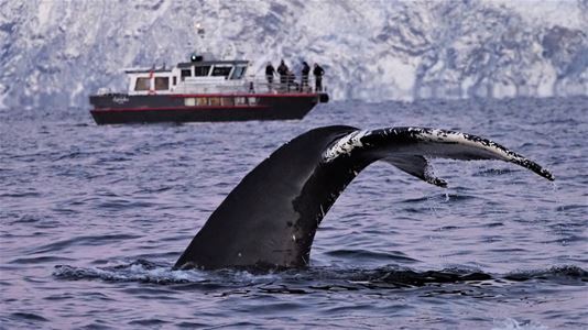A tail of a whale
