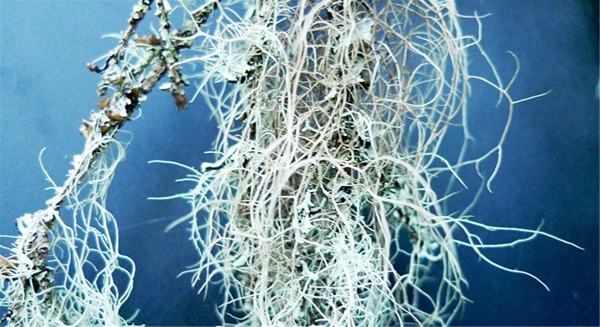 Färgbild - närbild på tagellav i naturen.