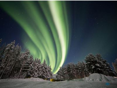 Nordlys over skogen