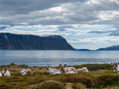 Reindeer lie down by the fjord and mountains