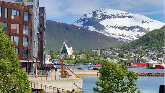 Vervet with the Arctic Cathedral and Tromsdaltinden