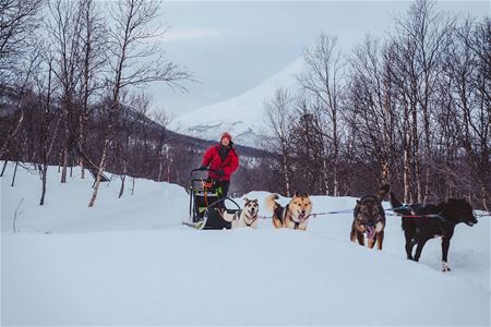 Driving the dog sled
