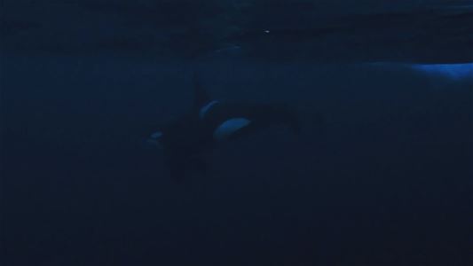 One orca in the sea