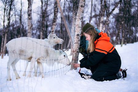 Reinsdyrene kommer nært til gitteret og sier hei!