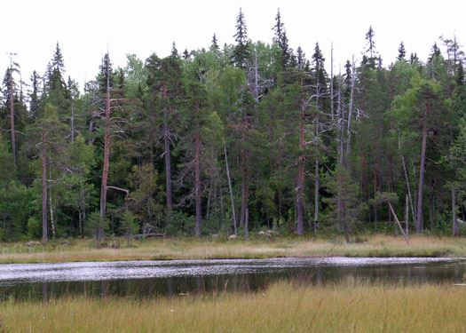 Ensjölokarnas naturreservat i Ramsjö