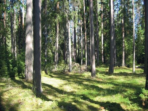 Hagåsen urskogsreservat