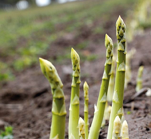 Gårdsbutiksrundan i Blekinge