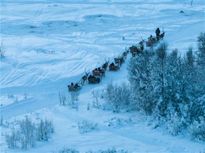 Multiple reindeer sleds with reindeer