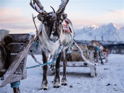 A reindeer pulling a sled