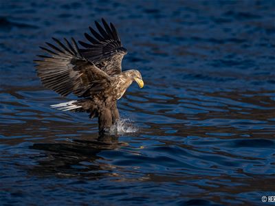 Eagle about to catch a fish