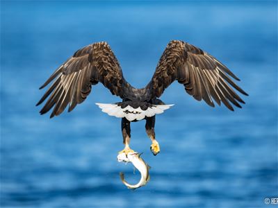 Eagle that has caught a fish