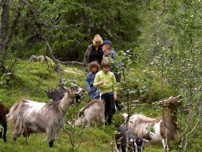 Kids and adults with goats and old buildings in a chalet 