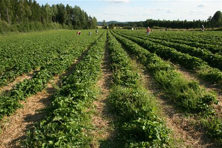 Fält för självplock av jordgubbar.