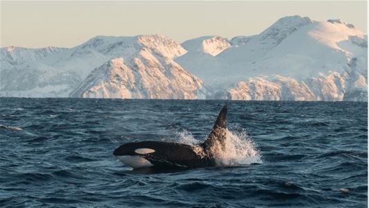 An orca in the sea