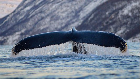 Tail of a whale
