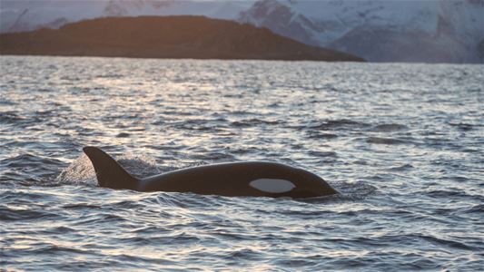 An orca in the sea