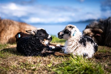 Baby sheep relaxing on the farm 