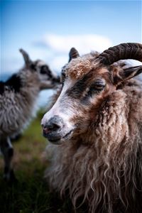 Sheep and goat at the farm