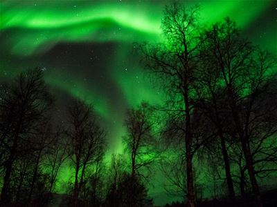 Nordlyset og trær