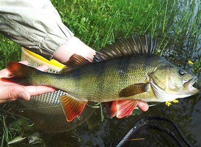 Large fine fish is held up by hands.