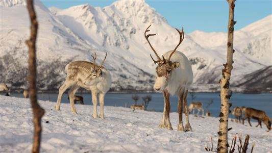 Reinsdyr om vinteren