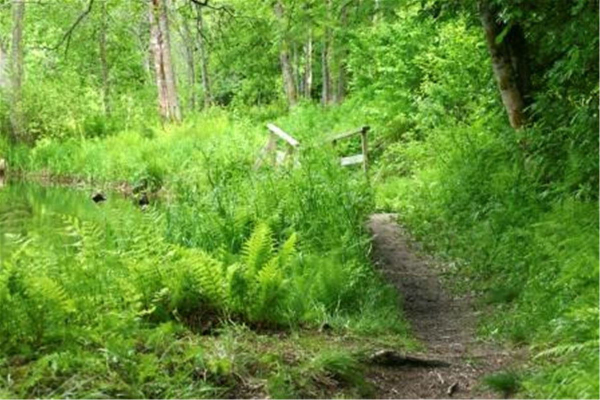 A path in the forest with rich vegetation.