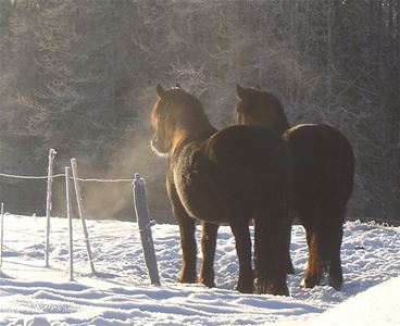 Två bruna hästar som det ryker av i det kalla vädret.