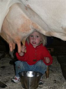 litet barn sitter bredvid ko och mjölkar.