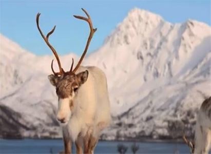 Reinsdyr og snødekt fjell